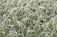 Ryegrass planted before frost ensures a green lawn all winter in warm climates.