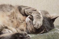 Lethargic behavior is an early warning sign of coronavirus in cats.
