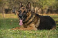 German Shepard laying in grass field.