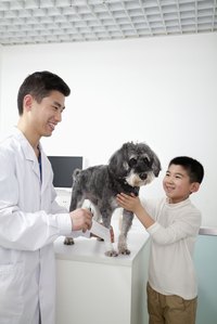 A boy with his dog at the vet.