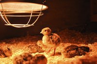 These turkey chicks (called poults) are comfortable under their brooder lamp.