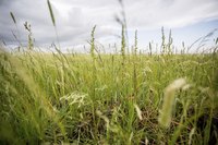 A field of teff grass growing in Ethiopia.