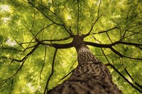 A view of a tree trunk to the canopy from the ground up.