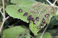 A cluster of Japanese beetles eating green leaves.