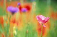 Heterozygosity affects traits such as flower color.