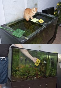 Regular maintenance will control algae growth.
