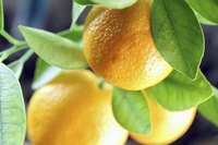 Navel oranges (Citrus sinensis, U.S. Department of Agriculture plant hardiness zones 9 through 11) are especially susceptible to rind splitting.