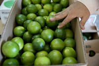 A man inspecting a box of green limes.