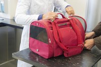 Your veterinarian can easily sedate your cat before traveling.