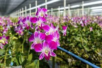 Humid greenhouse conditions encourage snow mold on orchids.