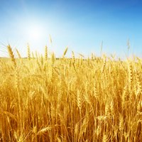 A forward contract locks in the price of some asset, such as wheat.