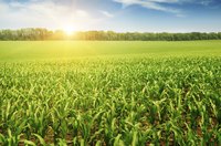 Farm loans and grants may help the new investor.