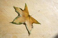 If the maple is dropping leaves at the wrong time, it could signal disease.