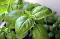 A basil plant grows in a planter.