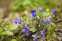 Wild violets thrive in shady locations where the lawn is less vigorous.