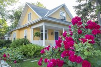 Knockout roses bloom in short-stemmed clusters.