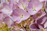 Hydrangeas make long-lasting cut flowers or dried flowers.