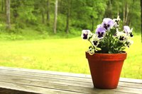 Pansy flowers measure 1 to 3 inches, depending on the cultivar.