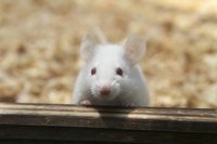 Keeping your pet's cage clean will help keep him healthy.