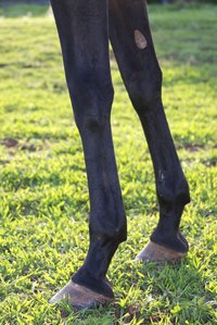 Successful proud flesh treatment results in normal-looking legs.