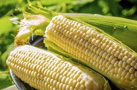 Fresh picked cobs of tender sweet corn in a bowl.