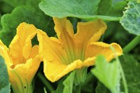 Pumpkin flowers are either male or female. Once pollinated, the female flowers produce pumpkins.