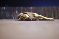 Dogs often lie on concrete surfaces when they are hot.