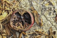 Fruit decomposing in desert.