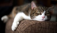 Lethargic cat lying on couch