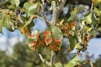 A close-up of puccinia fungus on pear tree leaves.