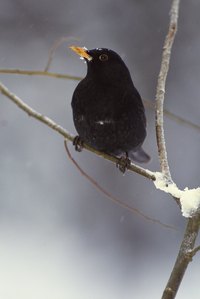 Blackbirds are common cat prey.