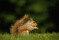 Squirrel sitting on grass.