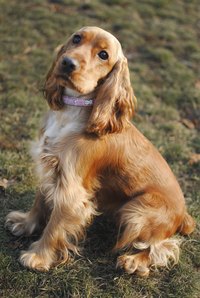Dogs with long hair on floppy ears are more prone to ear infections.