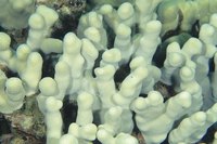 Coral grows in many shapes and colors.
