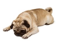 Affection can be a great antidote for a jealous dog.
