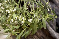 Close-up of bunch of mistletoe.