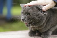 Your cat is communicating with you before lashing out.