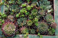 Patience pays off when propagating hens and chicks.