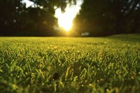 The first sign of rust is spots of yellow on grass blades.