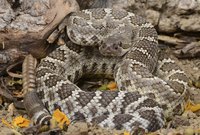 Portrait of a rattlesnake.