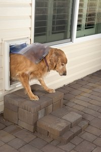 The doggie door should be tall and wide enough to fit his torso through.