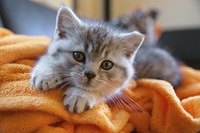 Waiting is the hardest part -- especially when you're waiting on your new kitten.