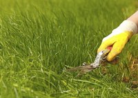Wipe the shear blades after each use and oil them frequently to prevent rapid blade deterioration.