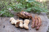 Tamarind seed pods contain up to 12 seeds surrounded by an edible pulp.