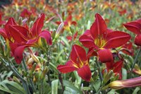 Daylily blossoms last a single day.