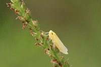 Leafhoppers have 1/8- to 1/4-inch long, yellow, green or brown bodies.