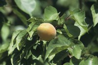 A one-week wait is required for harvesting apricots after applying malathion.