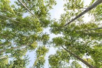 The canopy of a eucalyptus forest.