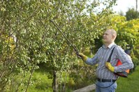Man spraying trees with lime sulfur spray