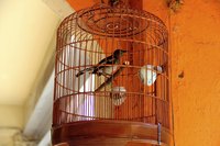 Bird sitting in cage.